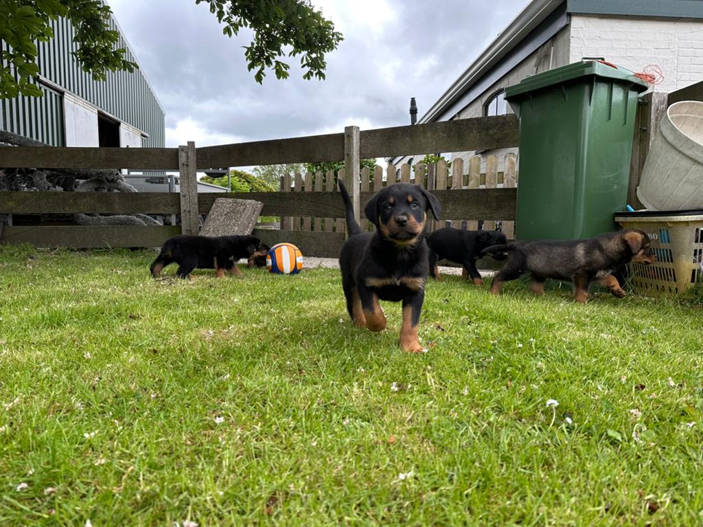 Lieve en speelse puppy’s zoeken een gouden mandje, HCC (leverziekte), 8 tot 15 weken, Groot, Meerdere