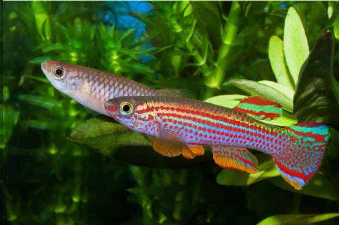 Killivis Aphyosemion striatum harem te koop!, Vis, Zoetwatervis, Schoolvis