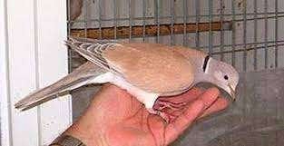Roos duif Lachduif, Meerdere dieren, Tortelduif