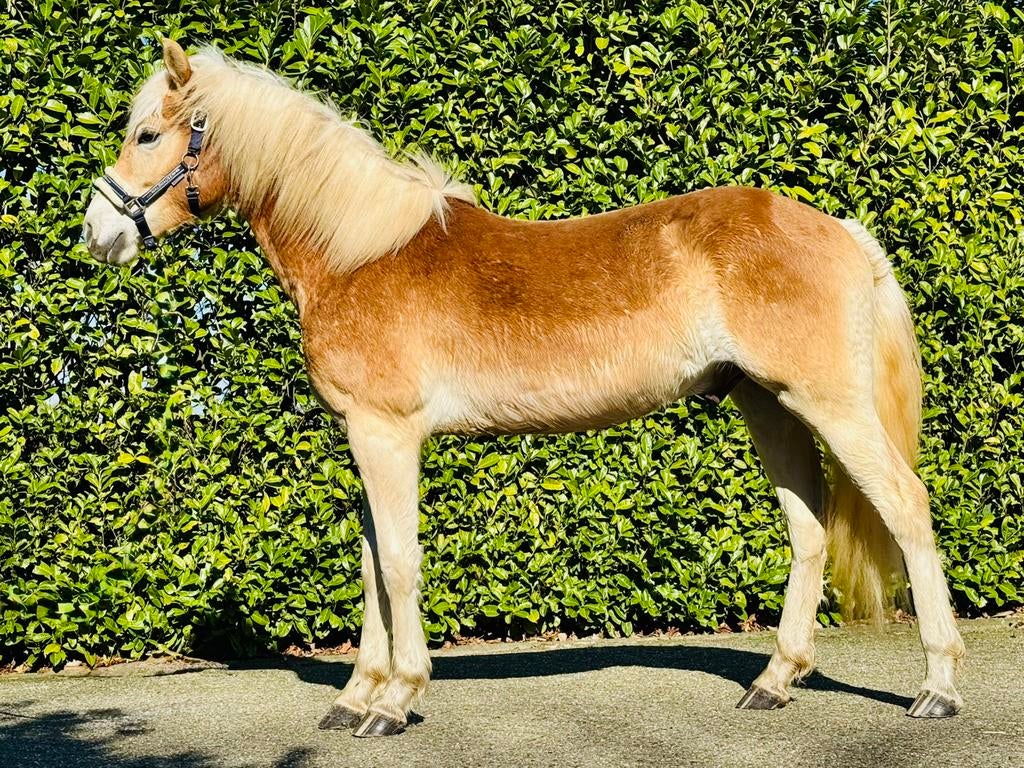 In opdracht te koop: bijna 2-jarige Haflinger ruin, Dieren en Toebehoren, Paarden, Ruin, Onbeleerd, Minder dan 160 cm, Met stamboom