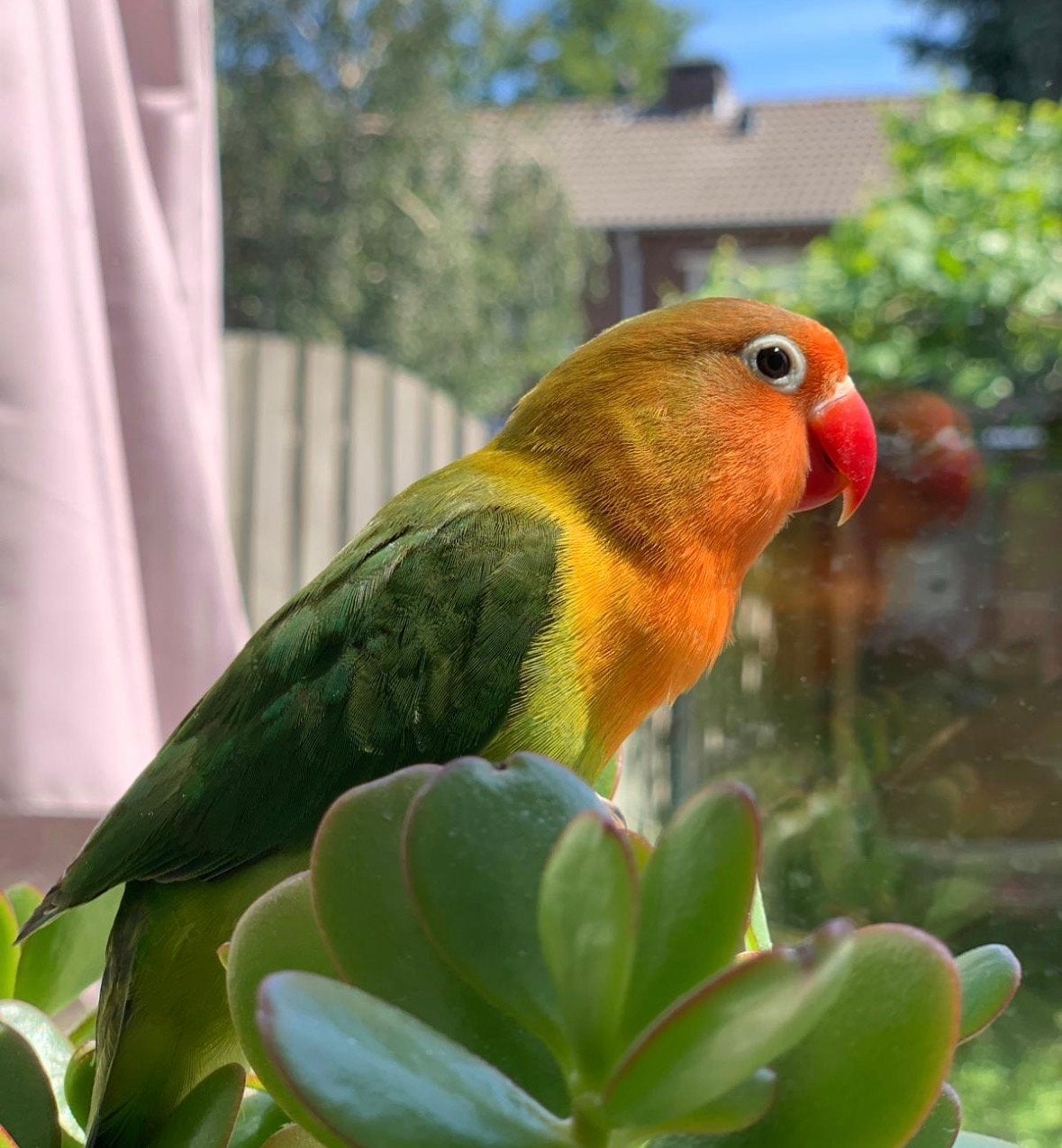 Dwergpapegaai (Agapornis), Vrouwelijk