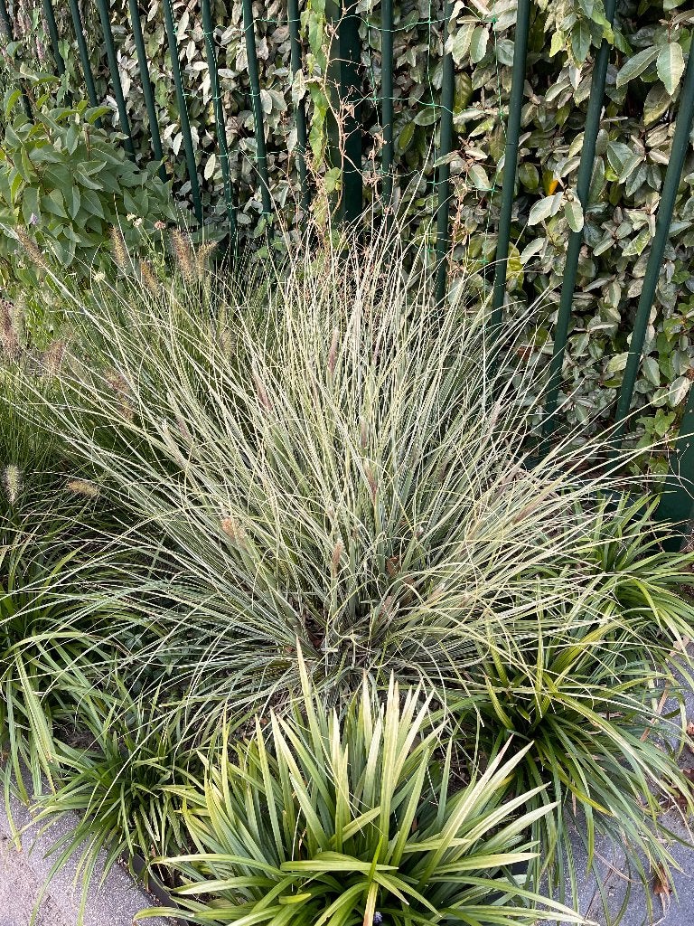 Zaden pampasgras mini (Cortaderia selloana 'Mini Pampas'), Ophalen of Verzenden, Voorjaar, Volle zon, Zaad