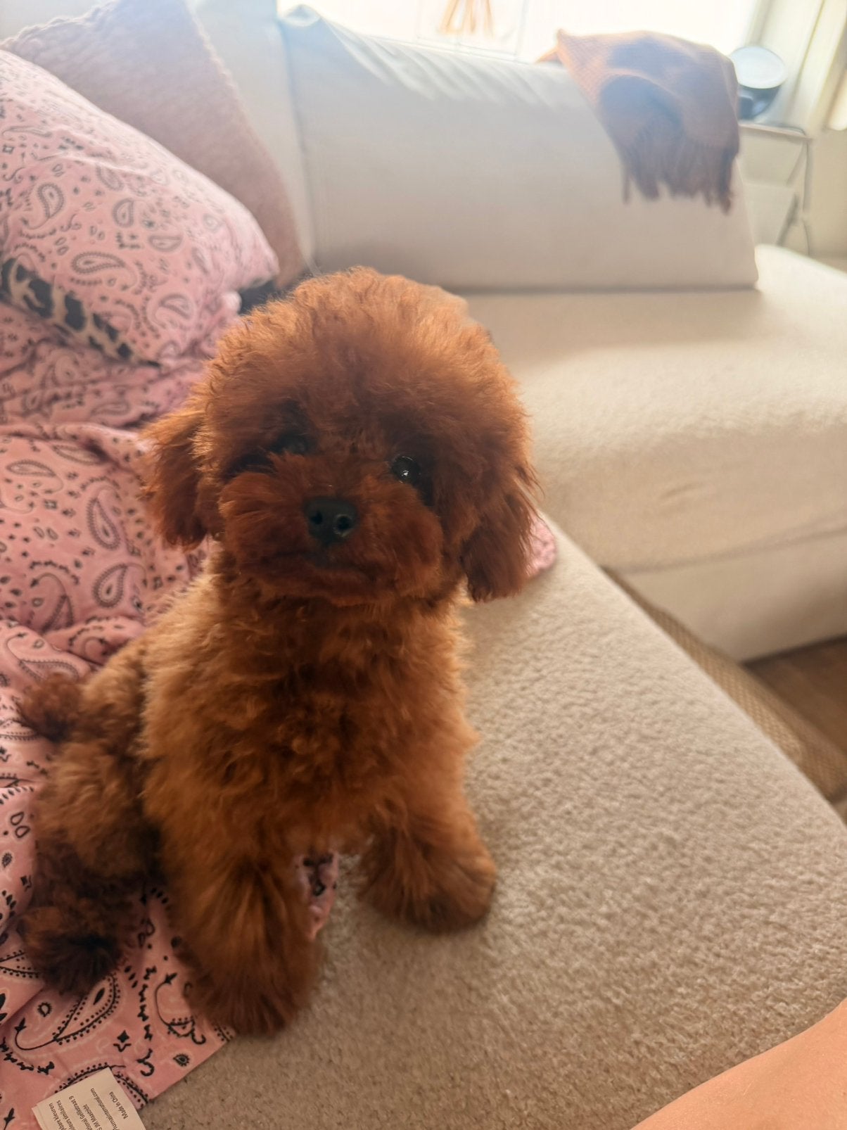 Exclusief Aziatisch Teacup Teddy Toypoedel teefje, Poedel, Particulier, 15 weken tot 1 jaar, Buitenland