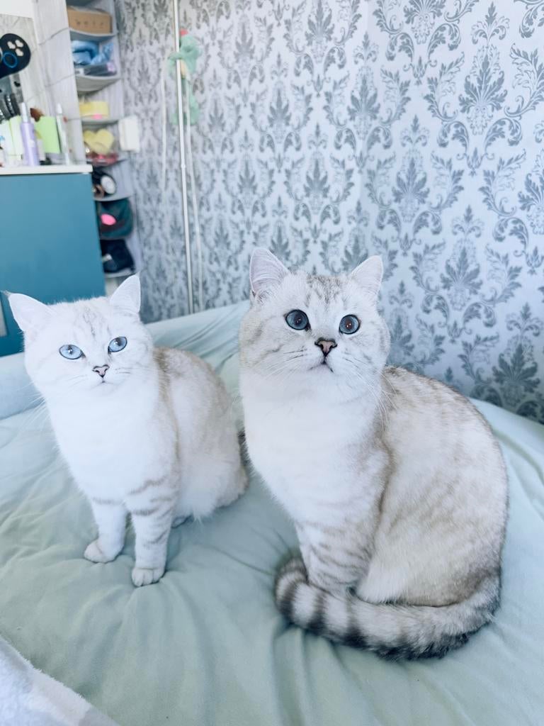 Brits Korthaar (BKH) kitten, Dieren en Toebehoren, Katten en Kittens | Raskatten | Korthaar, Poes, Ontwormd, 0 tot 2 jaar