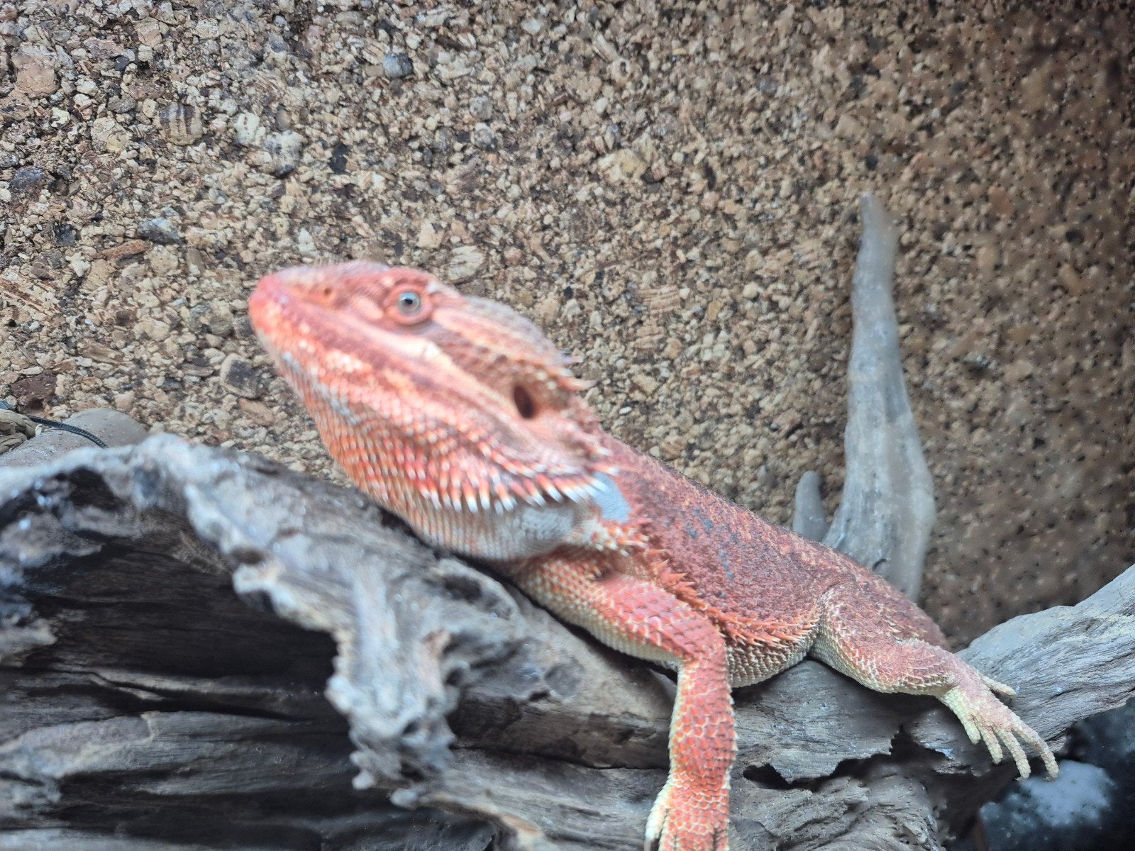 baardagaam rood 7 maanen man incl groot terrarium Bearded Dragon photo 2