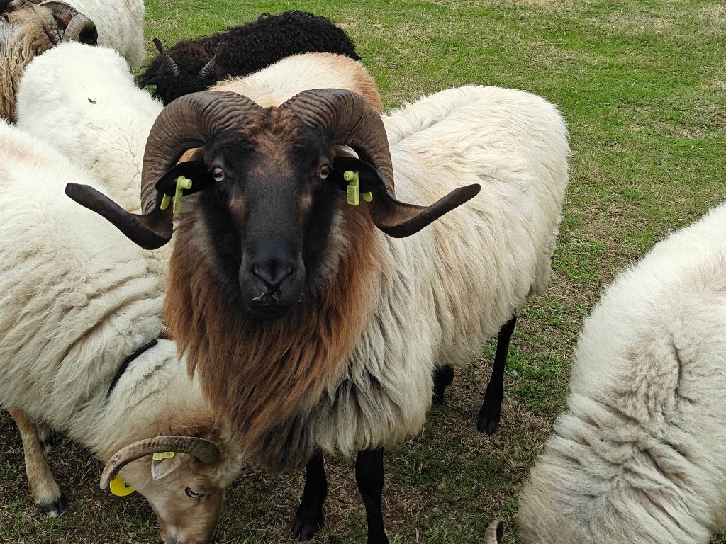 Dekram drents heideschaap 3 jaar dassenkop, Mannelijk, Schaap, 3 tot 5 jaar