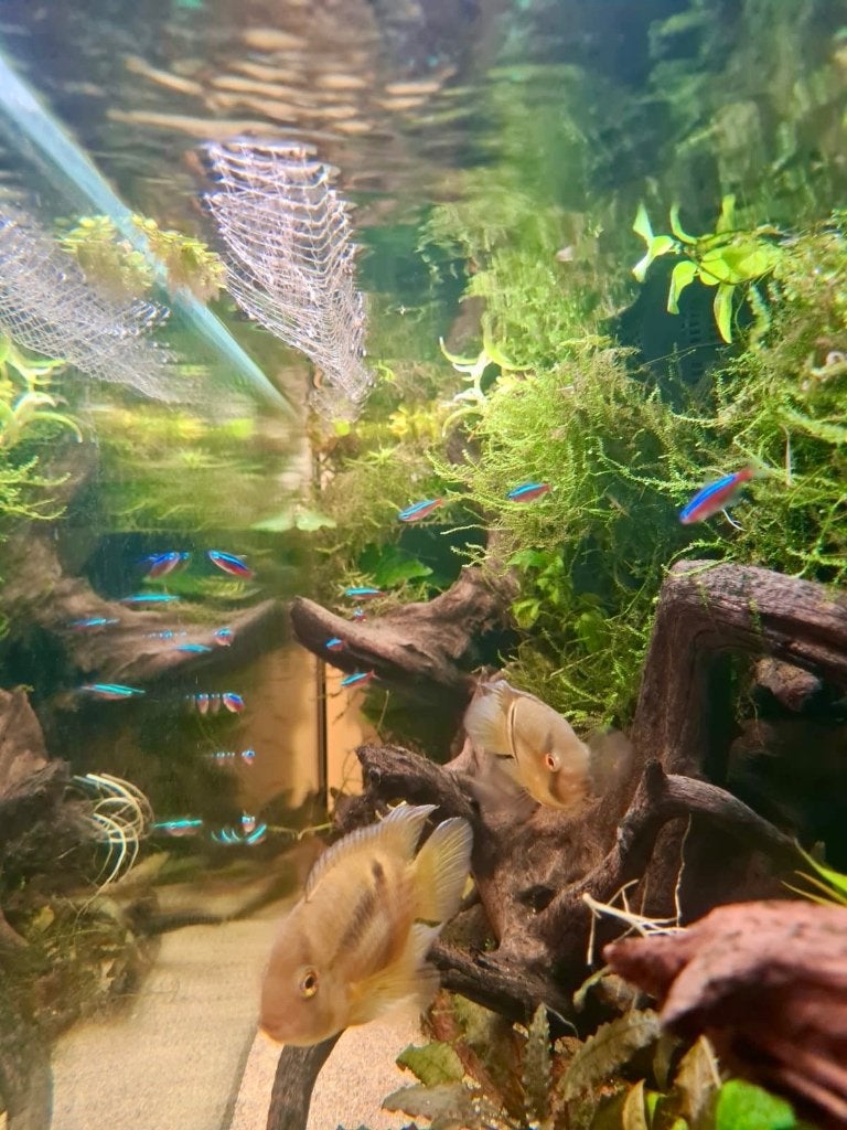 Koppel sleutelgat cichliden, Dieren en Toebehoren, Vissen | Aquariumvissen, Vis