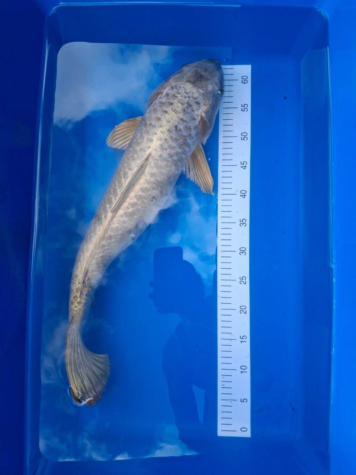Koi soragoi 60 cm., Karper of Koi