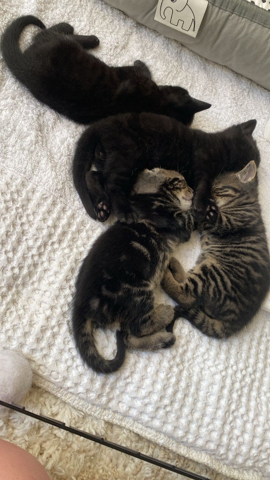 Lieve kittens, Dieren en Toebehoren, Katten en Kittens | Overige Katten, Meerdere dieren