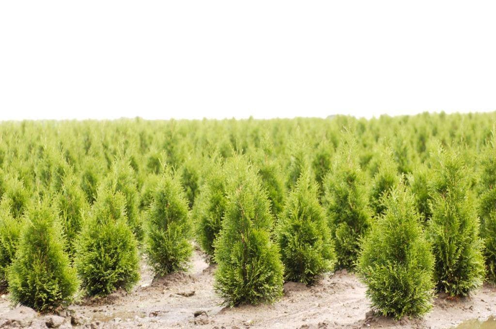 Westerse levensboom Smaragd / Thuja occidentalis ‘Smaragd’, Ophalen of Verzenden, Conifeer, Haag, 100 tot 250 cm