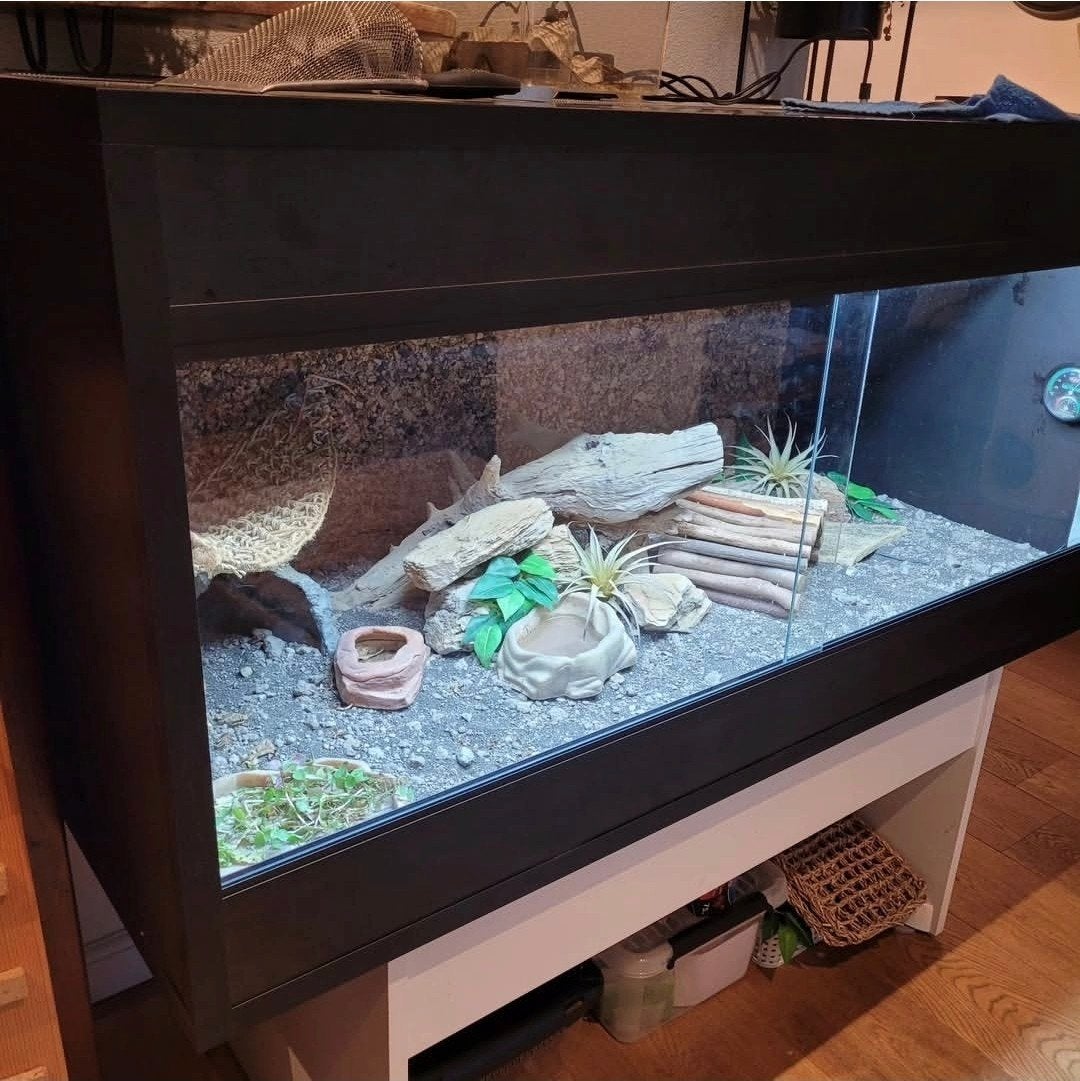 Baardagaam terrarium en toebehoren te koop!, Ophalen of Verzenden, Gebruikt