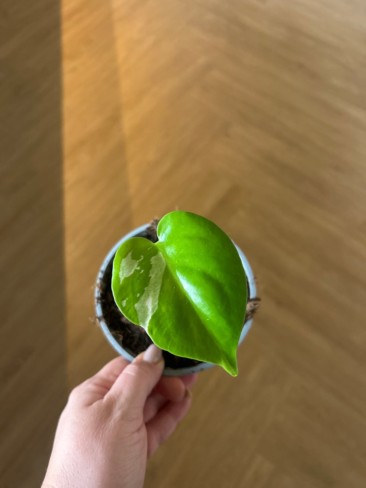 Monstera variegata, Verzenden, Overige soorten, Halfschaduw, In pot