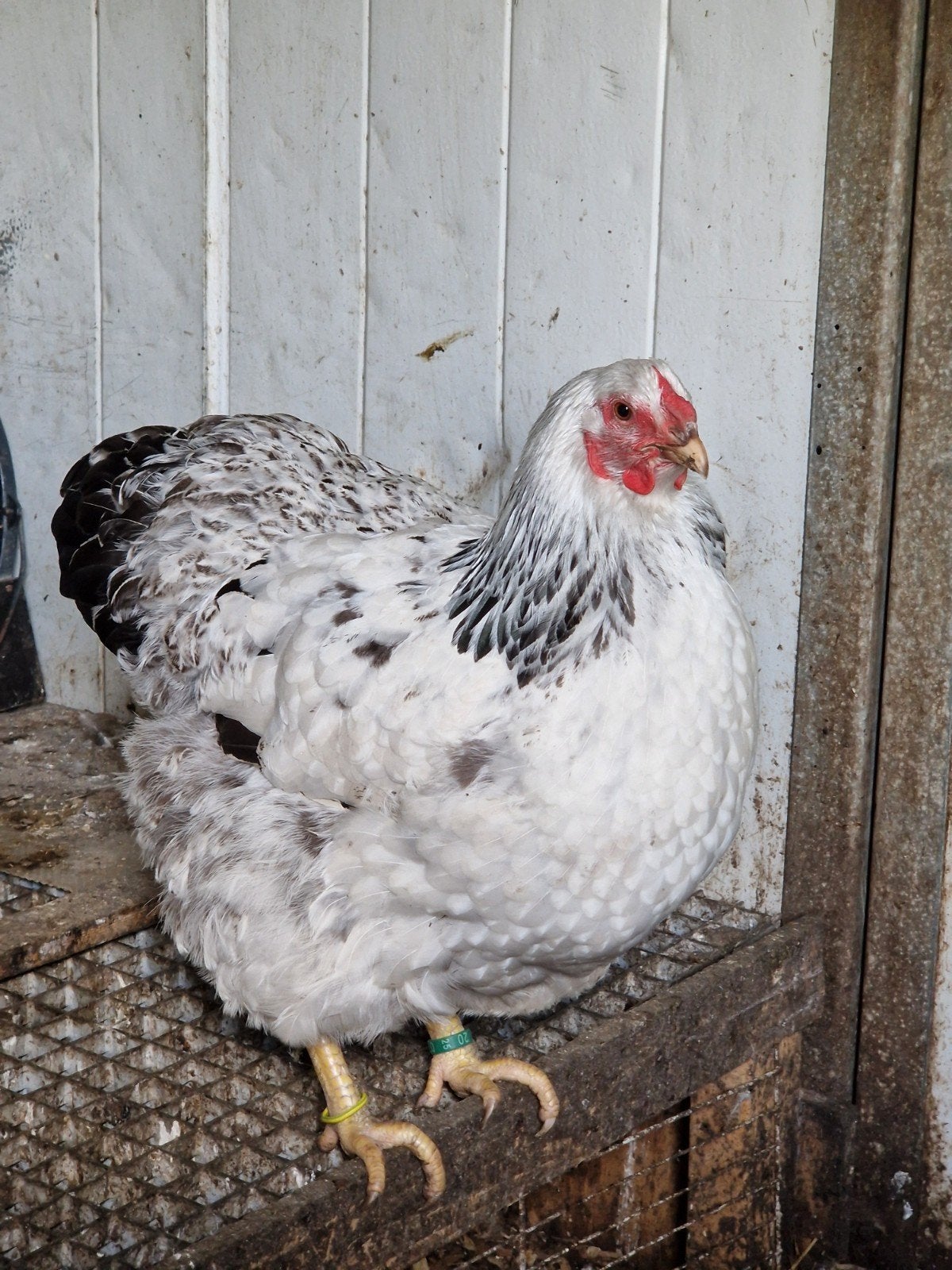 Columbia wyandotte groot hennen, Dieren en Toebehoren, Pluimvee, Vrouwelijk, Kip