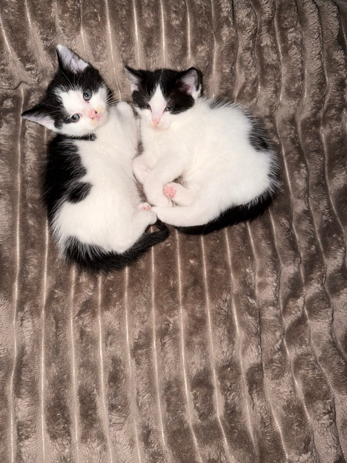 Schattigs kittens, Kater, Kortharig, 0 tot 2 jaar