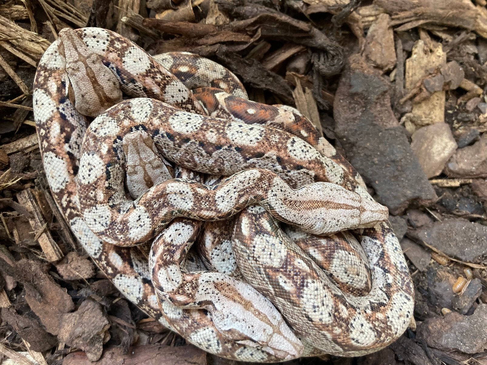 Boa constrictor imperator localiteit Nicaragua Boa Constrictor - unknown for sale from Herpeten78