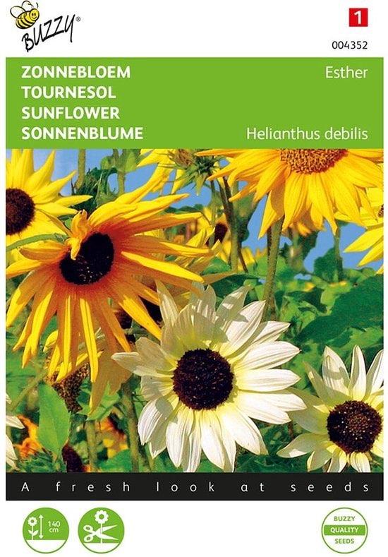 Bloemzaden - Zonnebloem - Cucumerifolius GRATIS VERZENDING, Verzenden, Volle zon, Zaad