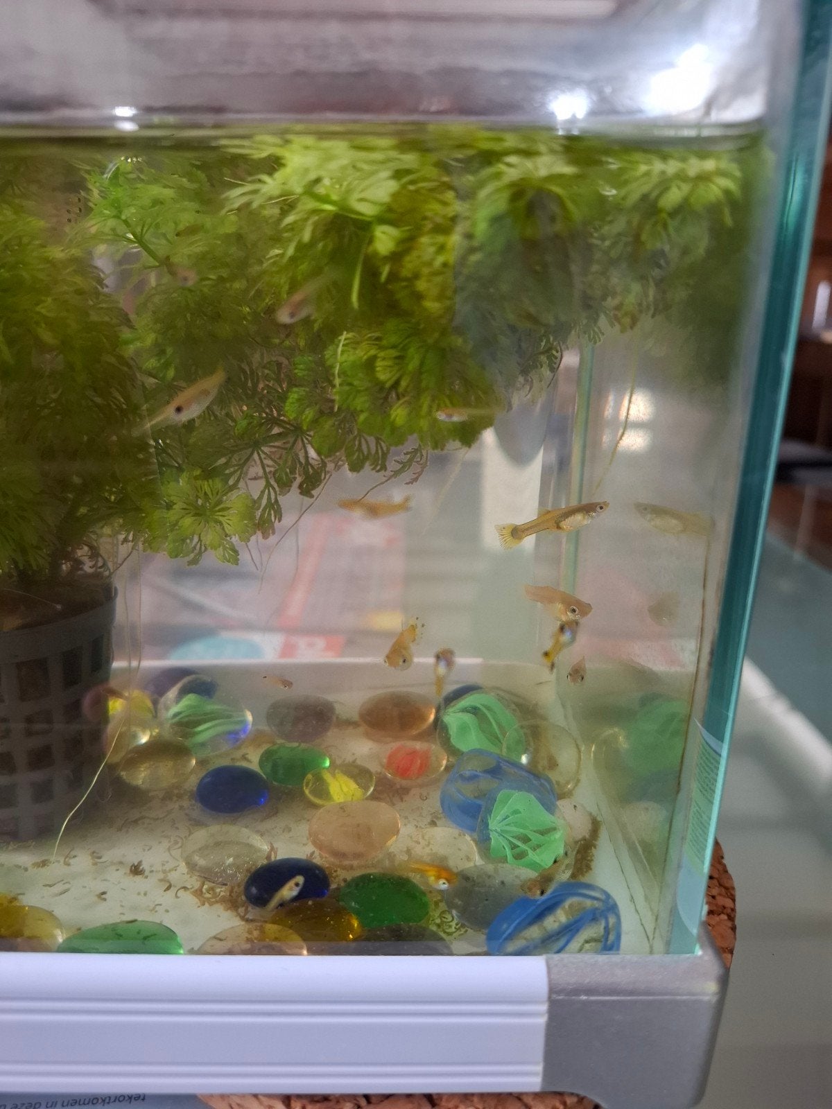 gratis guppies, Ophalen, Zo goed als nieuw, Gevuld zoetwateraquarium