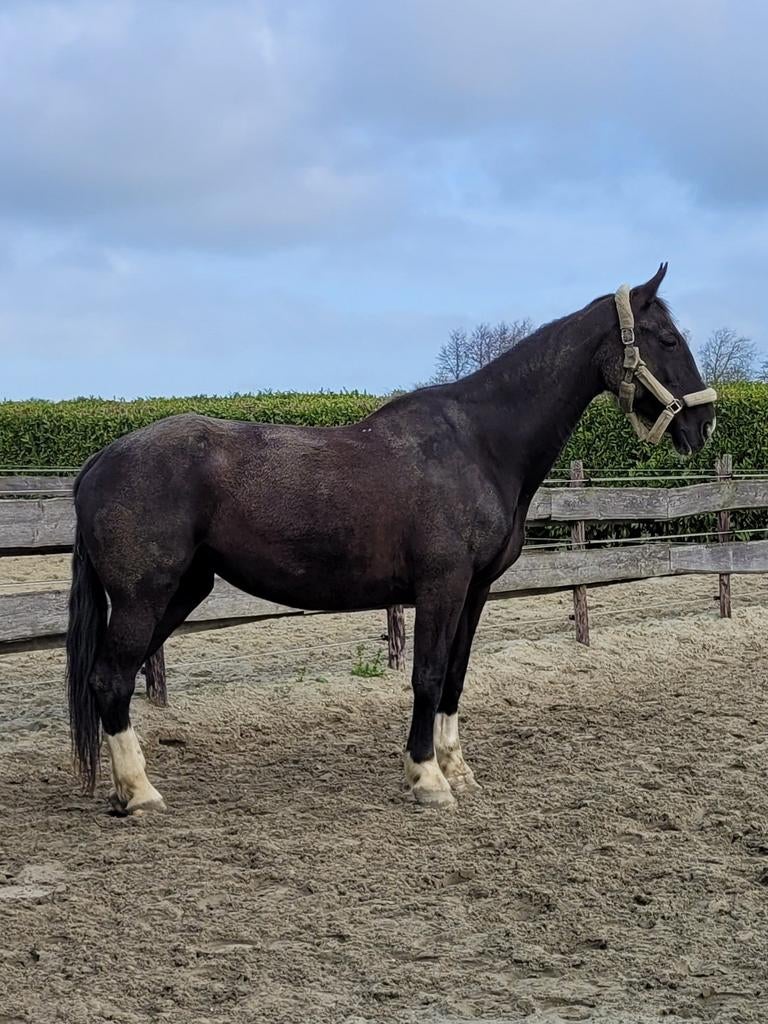 Hulp gevraagd, Dieren en Toebehoren, Paarden en Pony's | Overige Paardenspullen, Ophalen of Verzenden