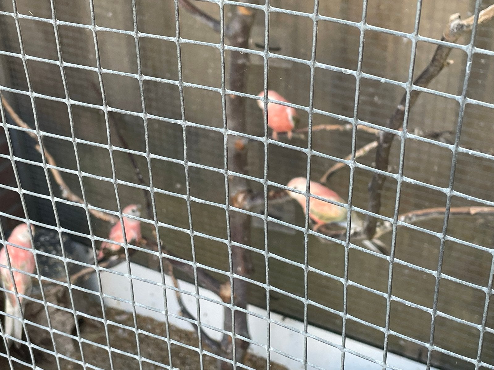 Boerkeparkiet roze zie foto’s., Dieren en Toebehoren