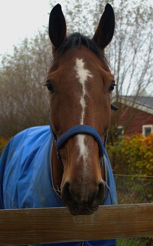 Lieve, betrouwbare ruin, Dieren en Toebehoren, Met stamboom, B, Ruin, 11 jaar of ouder