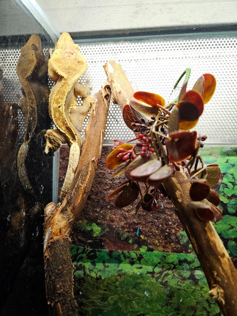 Correlophus ciliatus Wimpergekko's Crested Gecko photo 5