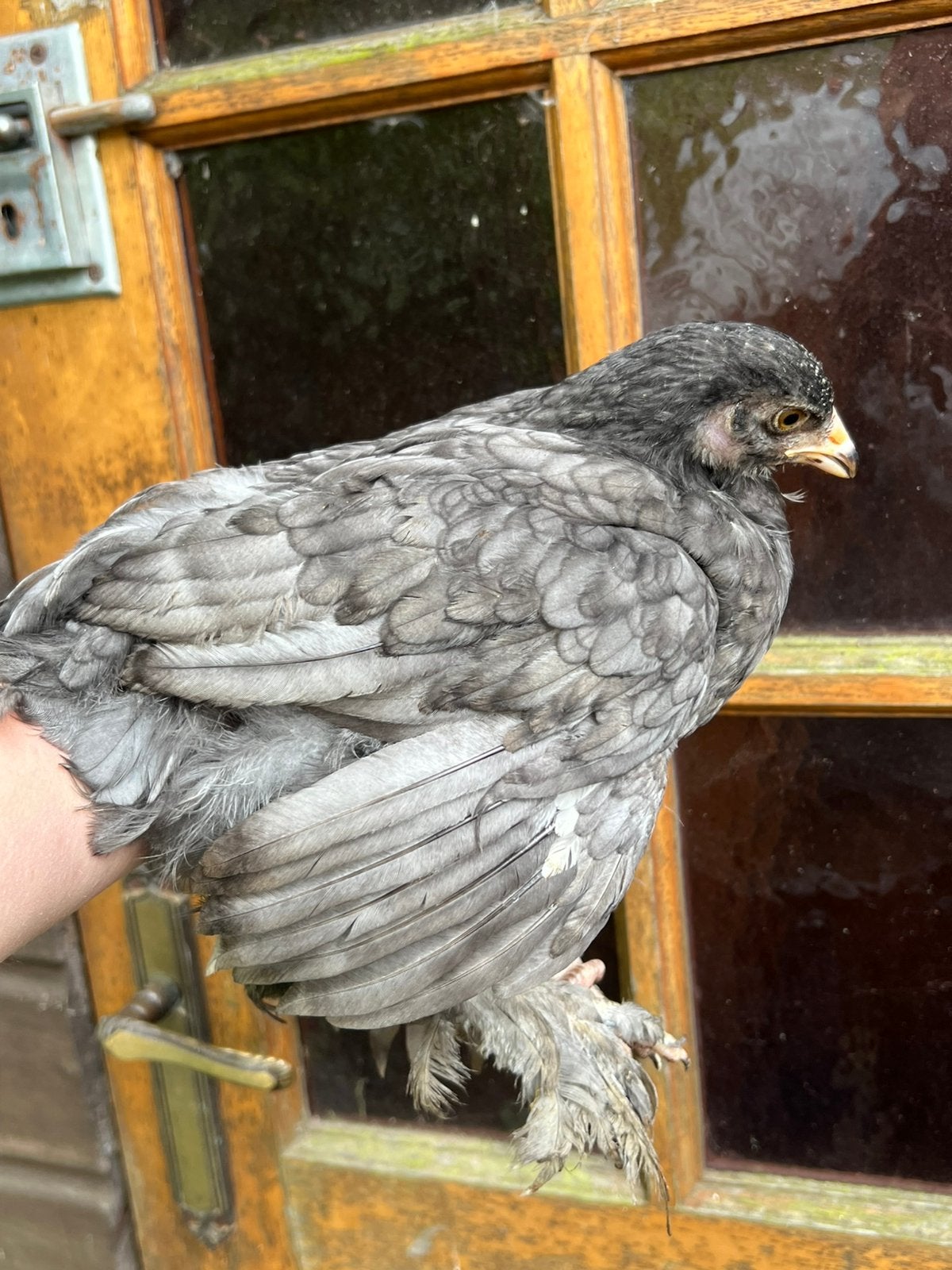 3 brahma kuikens, Dieren en Toebehoren, Pluimvee, Meerdere dieren, Kip