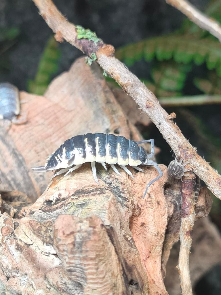 Porcellio ornatus yellow, Dieren en Toebehoren, Insecten en Spinnen, Overige soorten