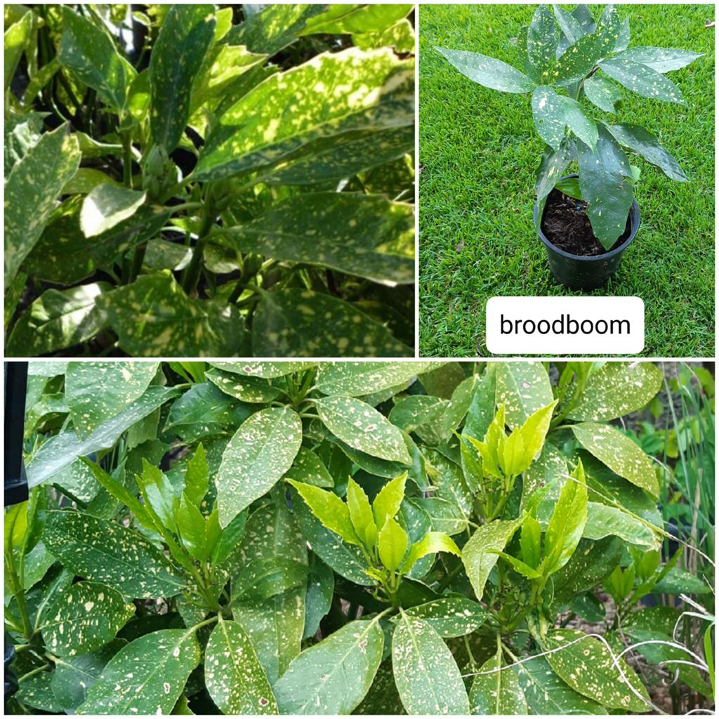 Broodboom stekken, Tuin en Terras, Ophalen, Overige soorten, Minder dan 100 cm