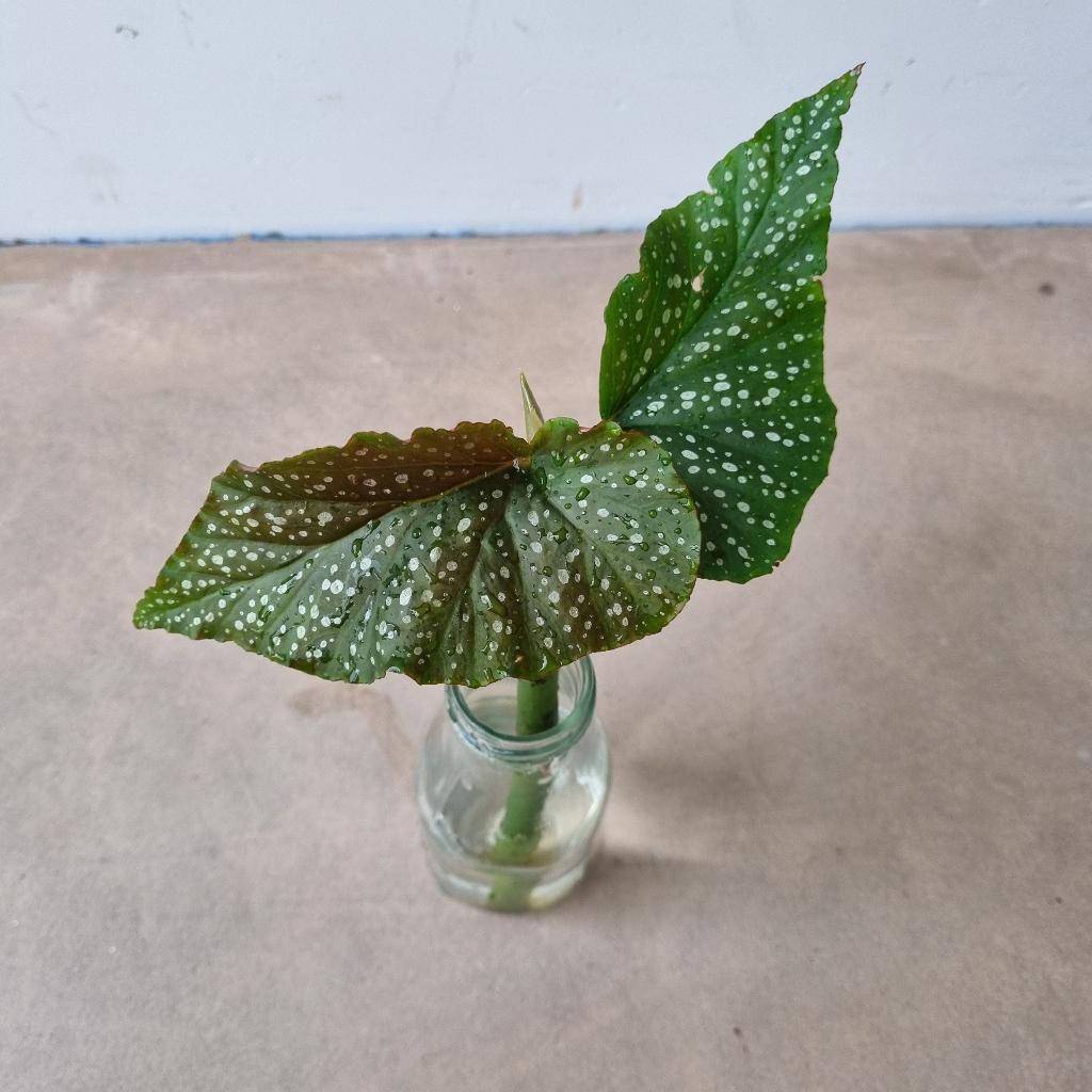 Begonia Corallina de Lucerna  'Angel Wings'. gewortelde stek, Huis en Inrichting, Kamerplanten, Ophalen, Overige soorten, Halfschaduw