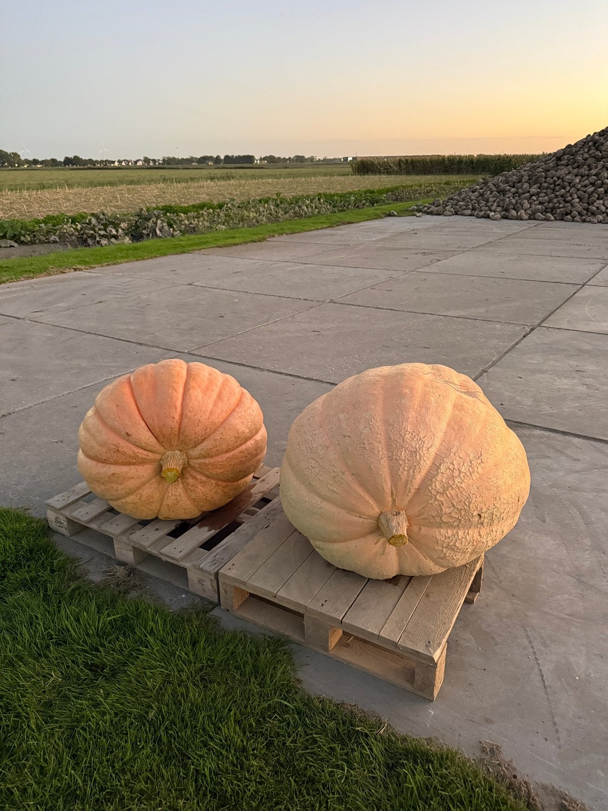 Reuzepompoenen te koop - 55 kg en 80 kg, Tuin en Terras, Ophalen, Overige soorten, Volle zon