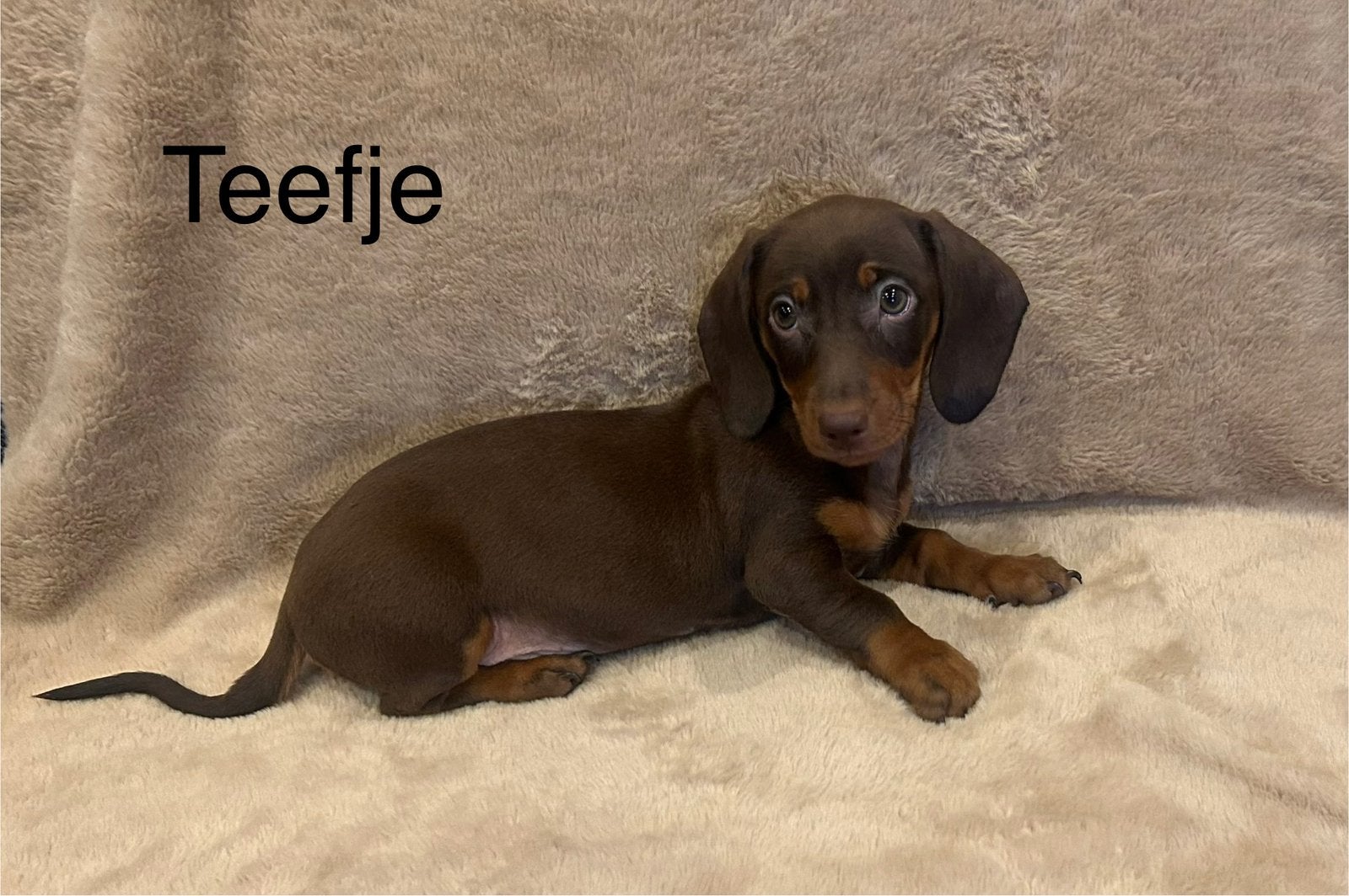 Teckels puppy’s, Standaard, CDV (hondenziekte), 8 tot 15 weken, Korthaar