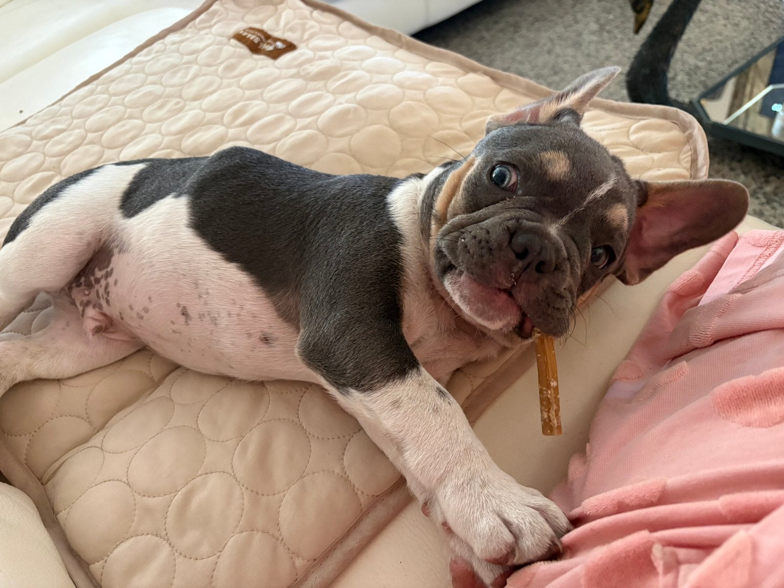 Franse bulldog pup, het laatste reutje, Reu, 8 tot 15 weken, Bulldog, Meerdere