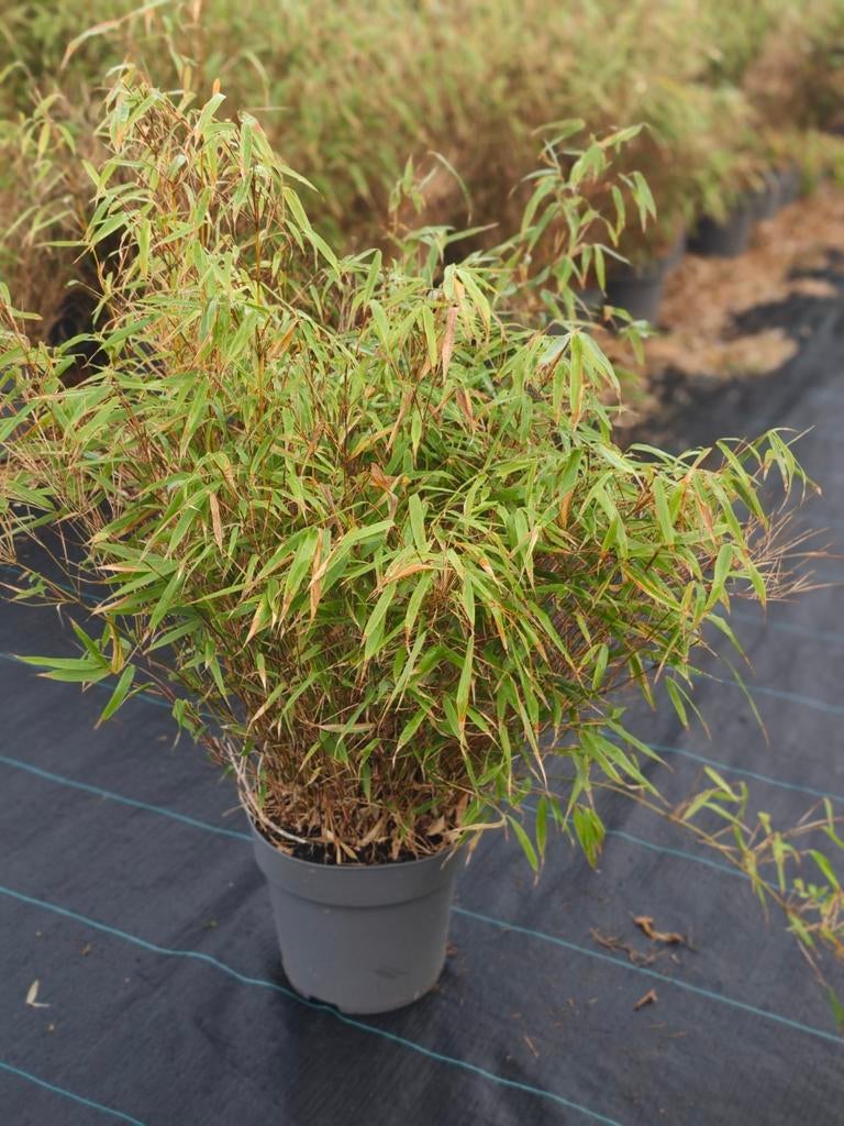 Bamboe plant - Fargesia murieliae 'Jumbo', Vaste plant, Siergrassen, Ophalen of Verzenden, Bloeit niet