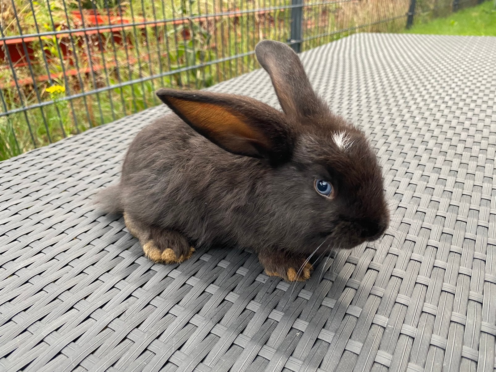 3 babykonijntjes franse hangoor x Duitse reus, Meerdere dieren, Groot, Hangoor, 0 tot 2 jaar