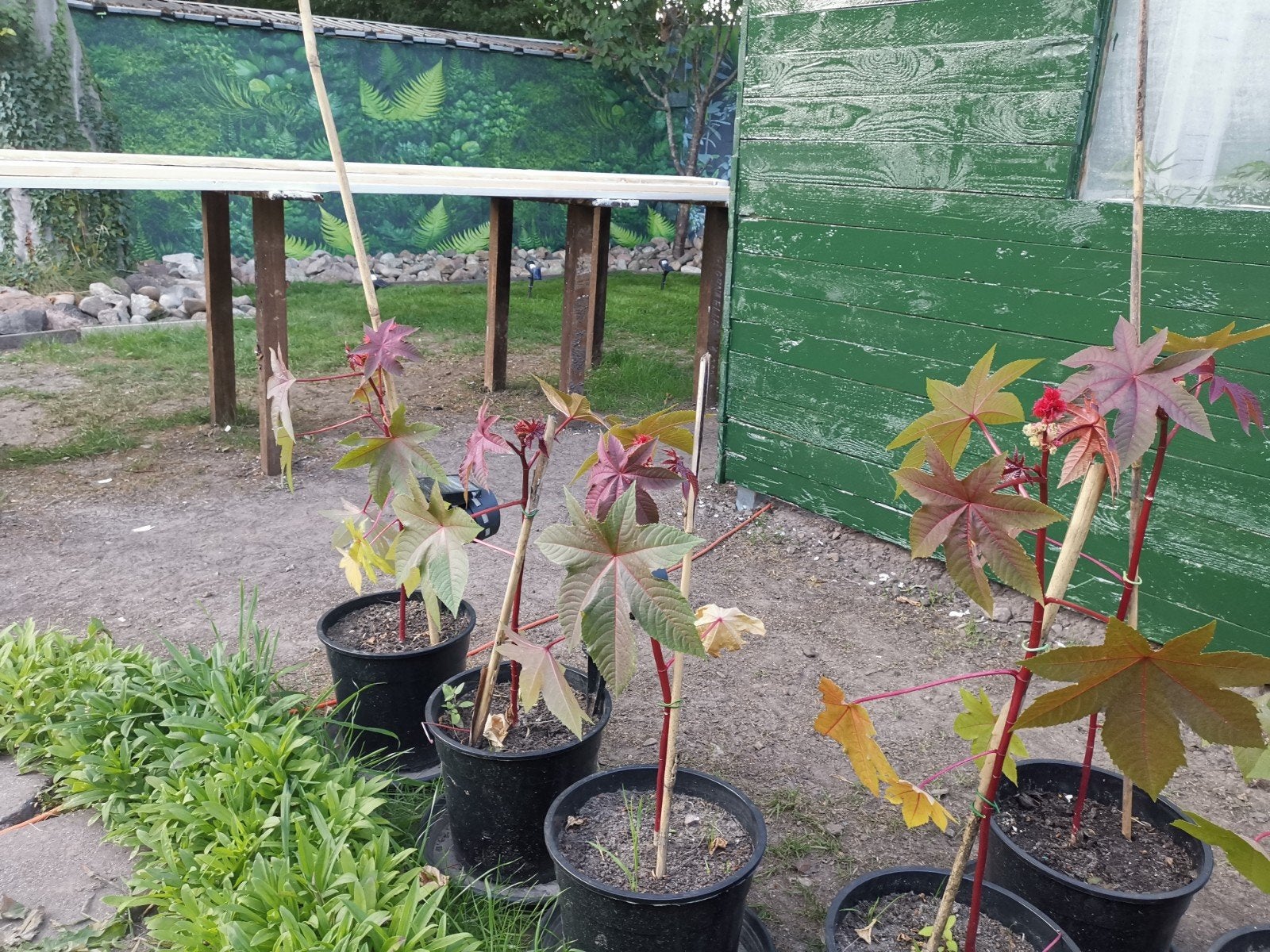 Rode Wonderboom - Ricinus Communis, Tuin en Terras, Volle zon, Eenjarig, Zomer, Ophalen