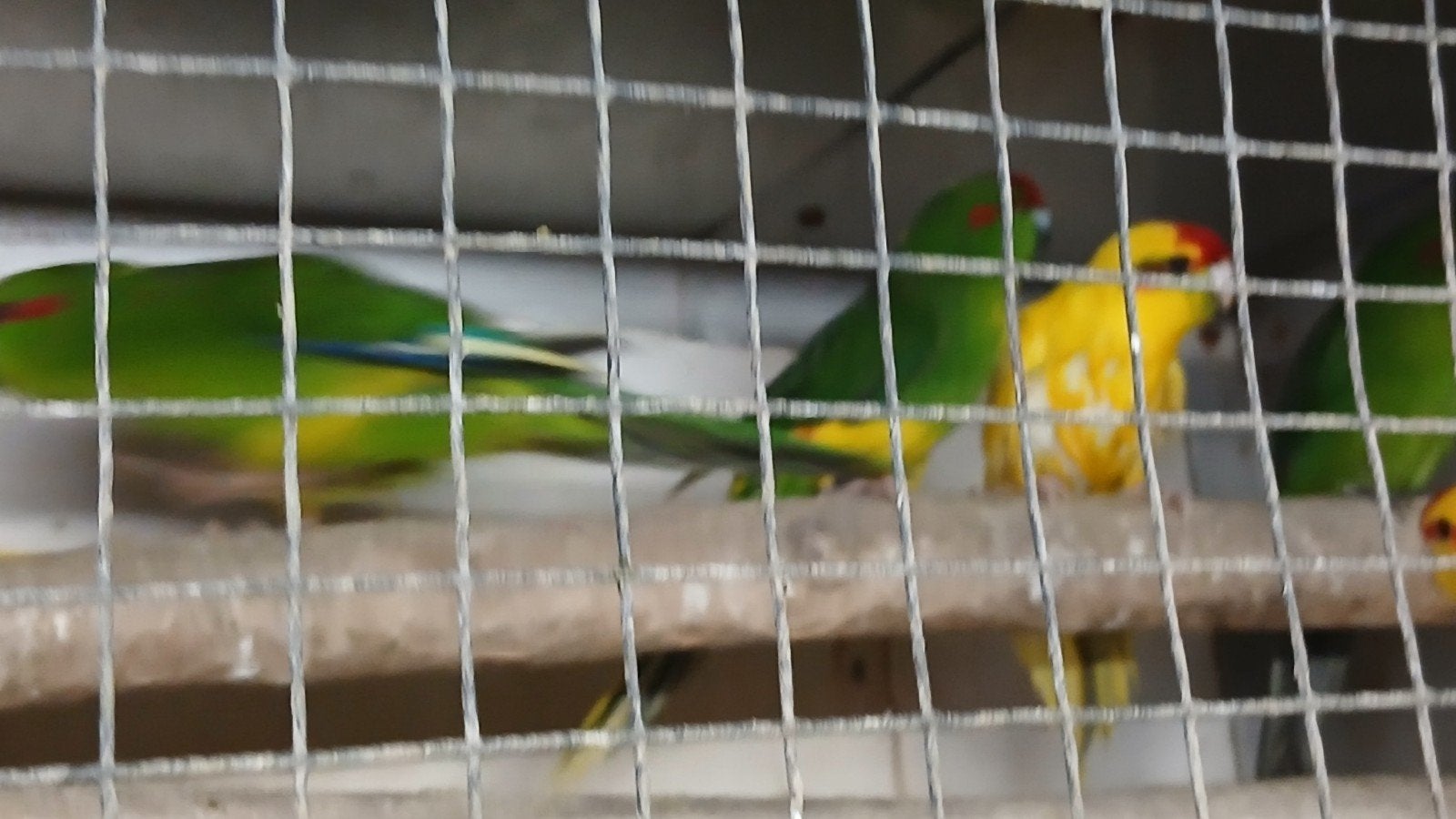 Kakariki parkieten  in verschillende kleuren broedrijp, Meerdere dieren