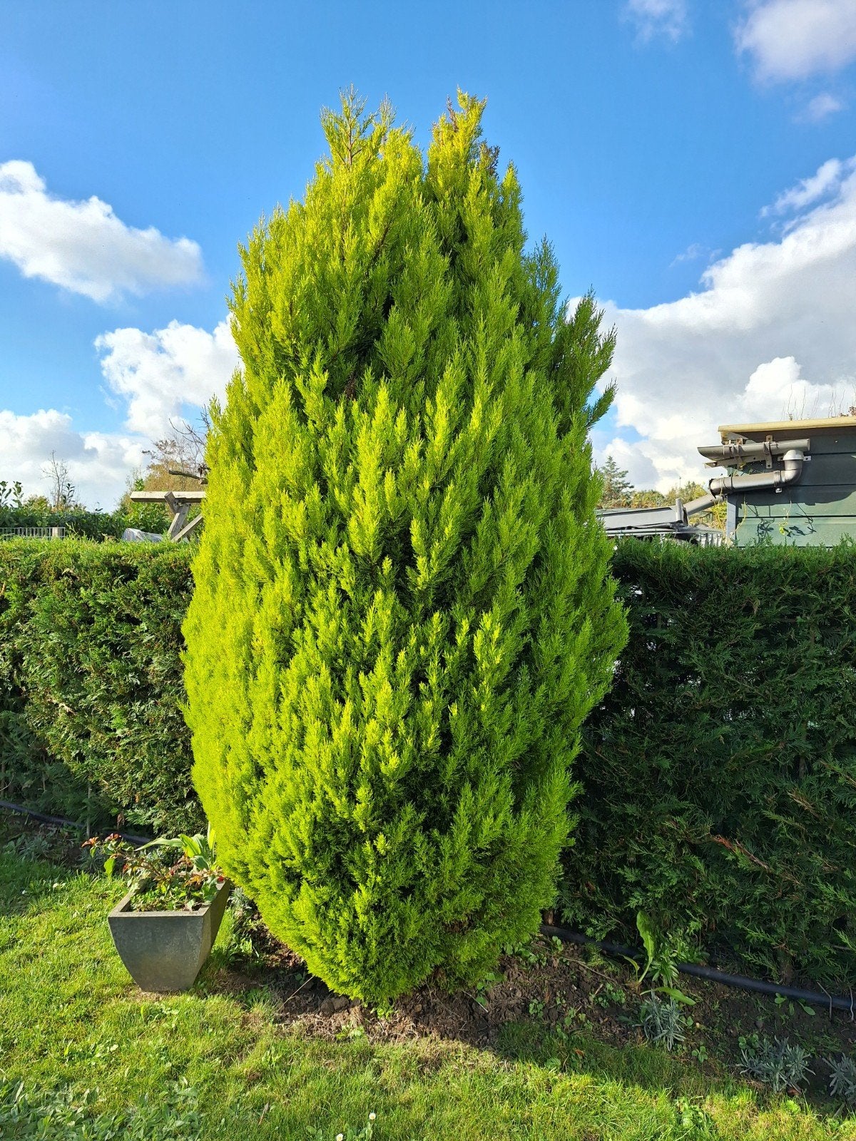 grote conifeer, ongeveer 3 meter hoog. Gratis, Ophalen, Conifeer, Struik, 250 cm of meer