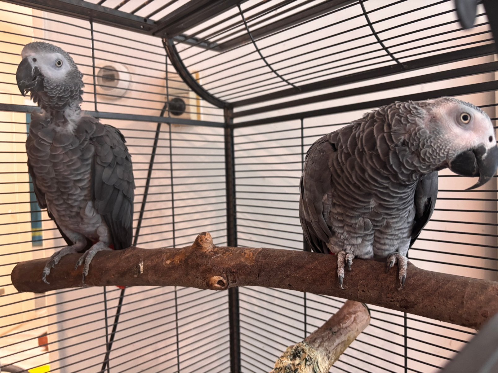 Grijze Roodstaarten, Meerdere dieren, Papegaai, Pratend