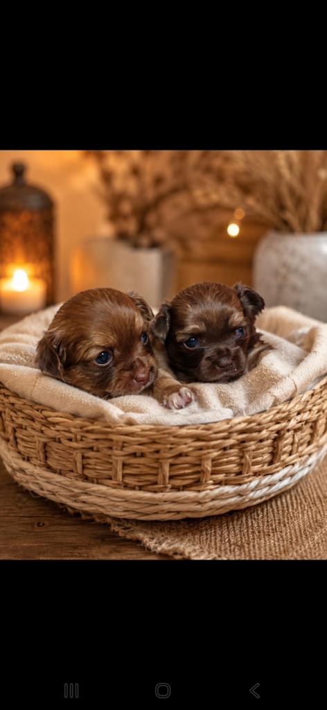 Chihuahua, Dieren en Toebehoren, Honden | Chihuahua's en Gezelschapshonden, 8 tot 15 weken, Parvo, Meerdere, Meerdere dieren