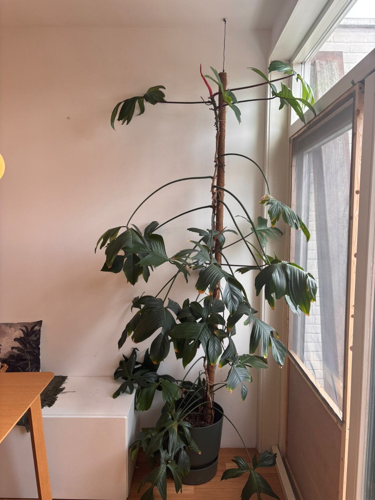 Philodendron Florida Green - Grote Kamerplant, Vaste plant, Bloeit niet, Halfschaduw, Ophalen