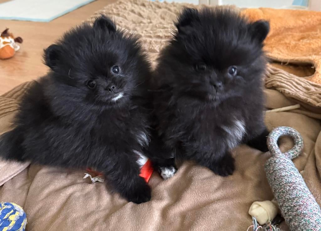 Pomeriaan/ Pomerianen Tea cup / Mini pups te koop, Dieren en Toebehoren, Keeshond, 8 tot 15 weken, Parvo, Meerdere