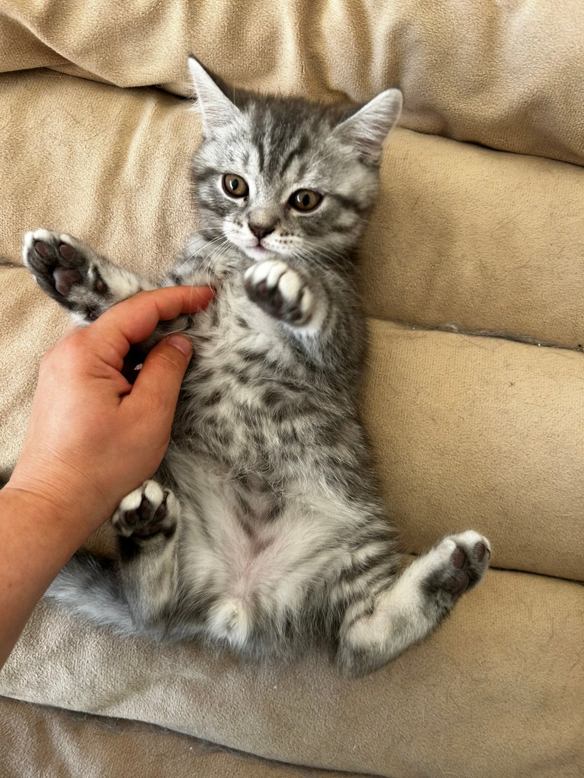 Britse korthaar kitten, Dieren en Toebehoren, Katten en Kittens | Raskatten | Korthaar, Kater, 0 tot 2 jaar