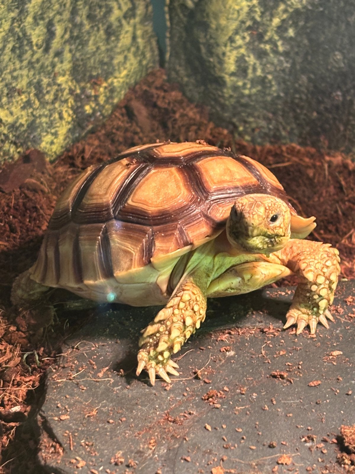 sulcqta Schilpad met 2 prachtige overblijven. Binnen buiten, Schildpad