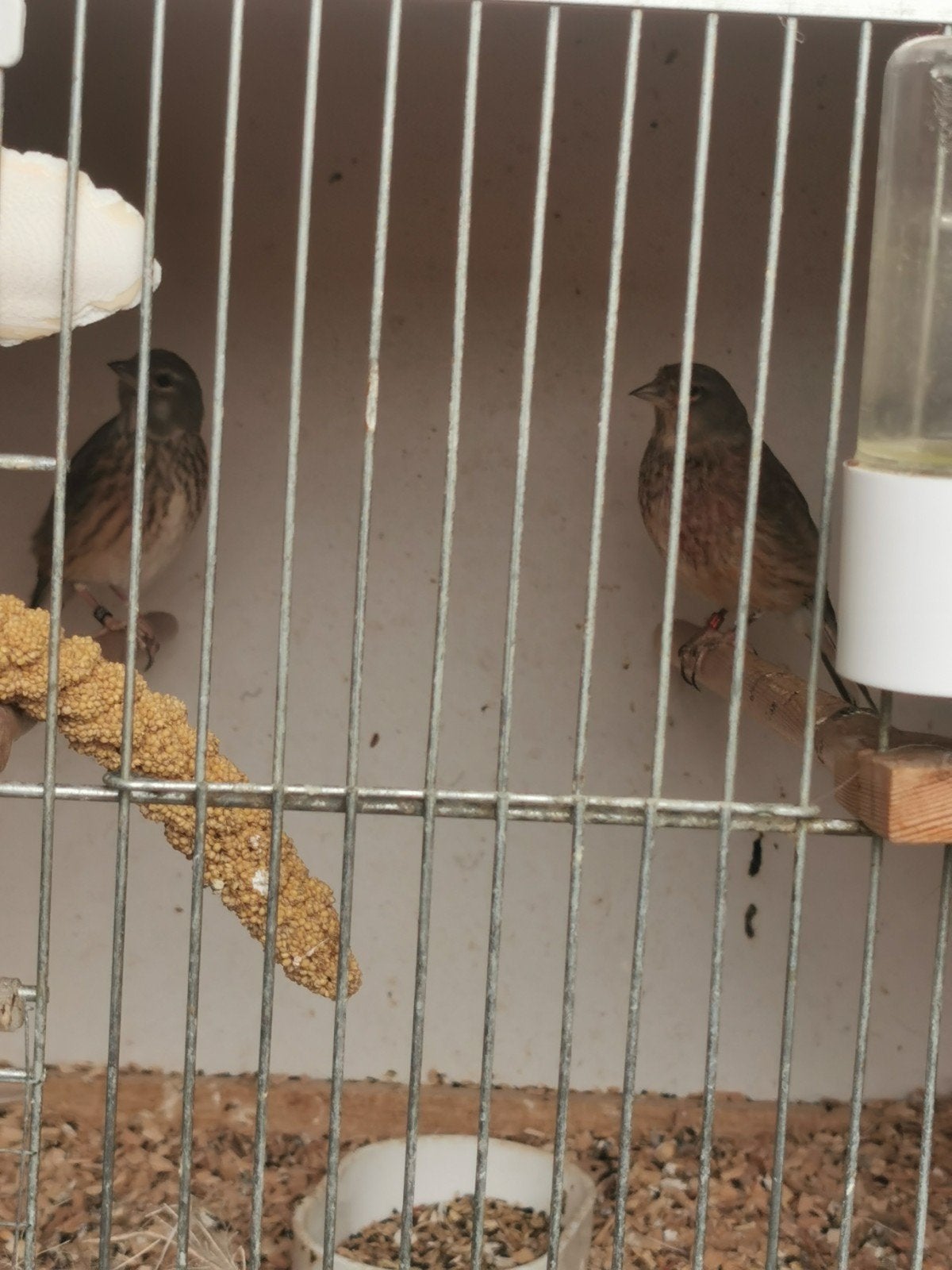 Koppel kneuters., Meerdere dieren, Wildzangvogel, Geringd