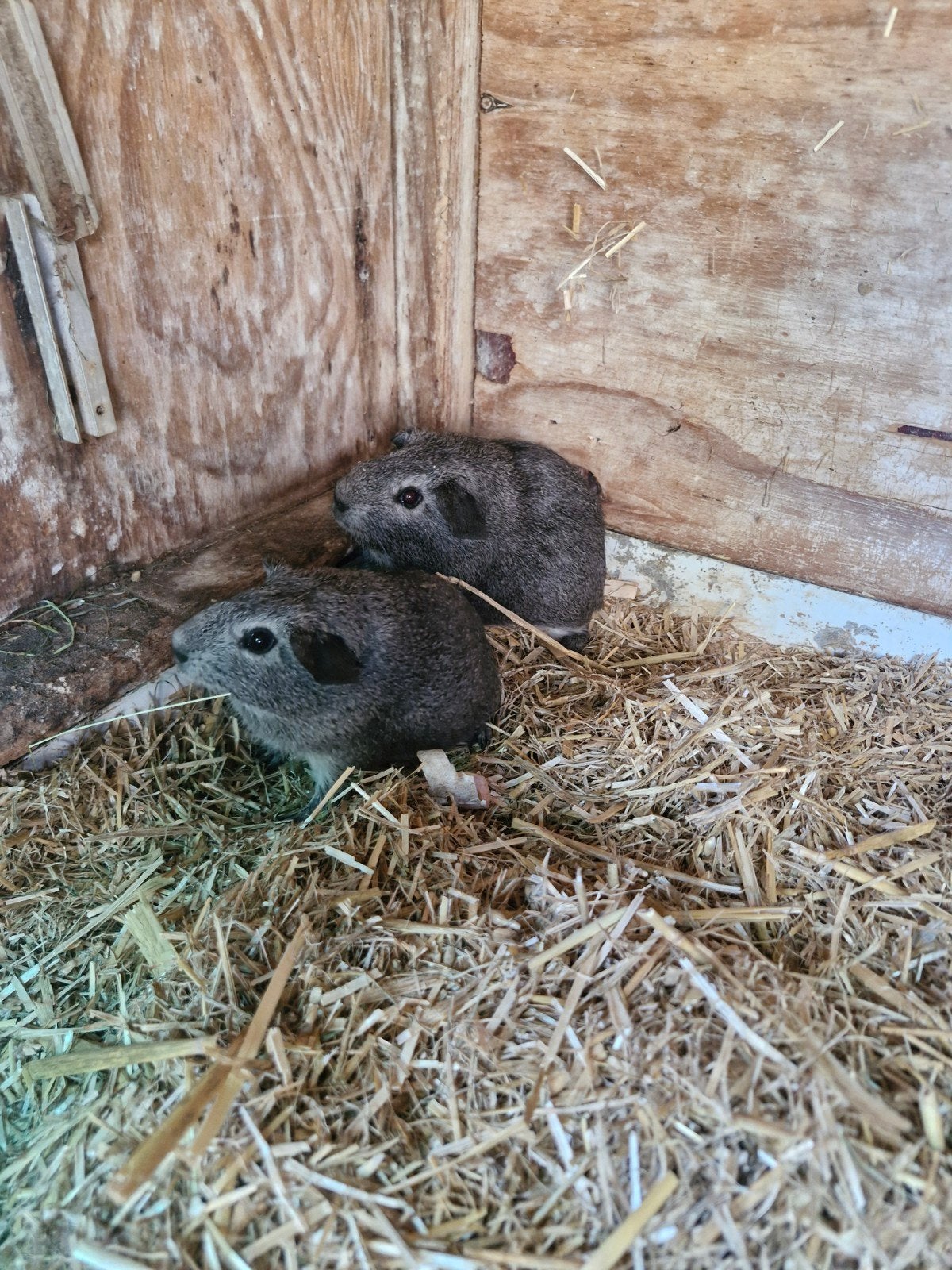 Baby mannelijke cavia's te koop, Dieren en Toebehoren, Knaagdieren, Cavia, Mannelijk, Mei, Tam