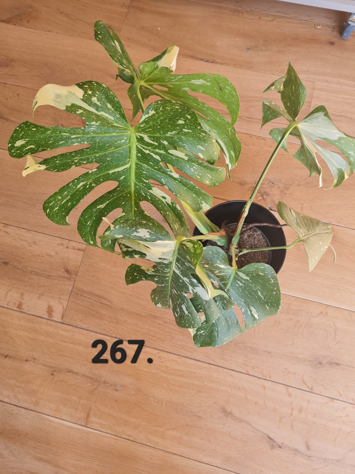 Monstera thai constellation, Huis en Inrichting, Kamerplanten, Ophalen of Verzenden, Halfschaduw, Minder dan 100 cm