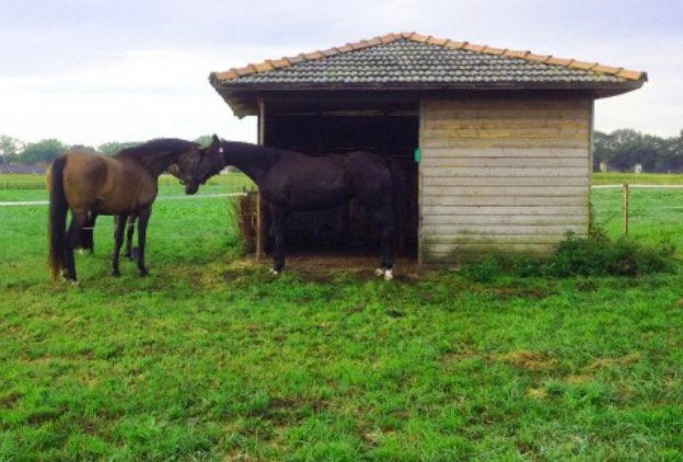 GEZOCHT : buitenplek voor lieve ruin 14 jaar, Stalling, 1 paard of pony