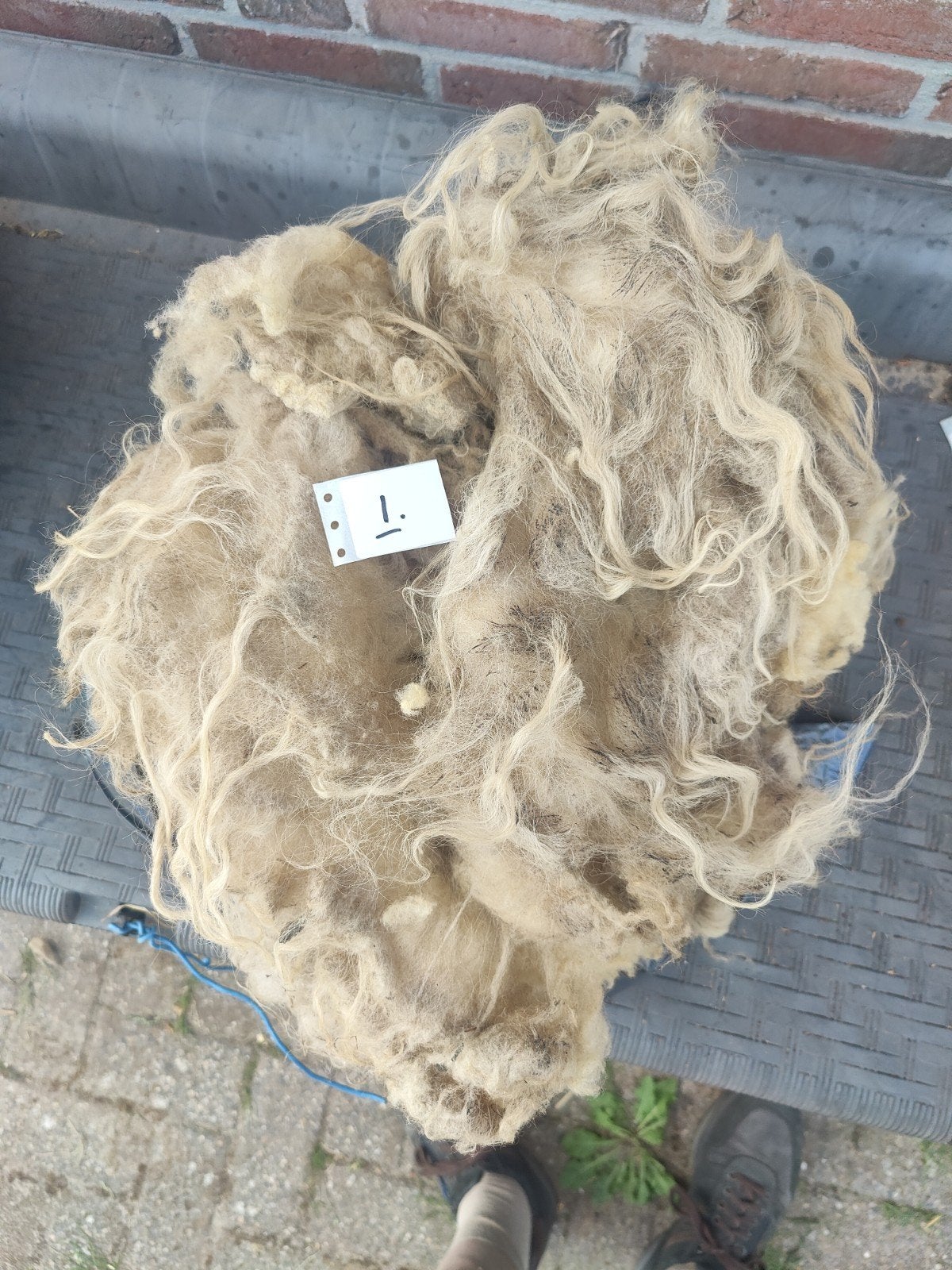 kleurige schapenwol, Ophalen, Nieuw, Overige typen, Wolvilt