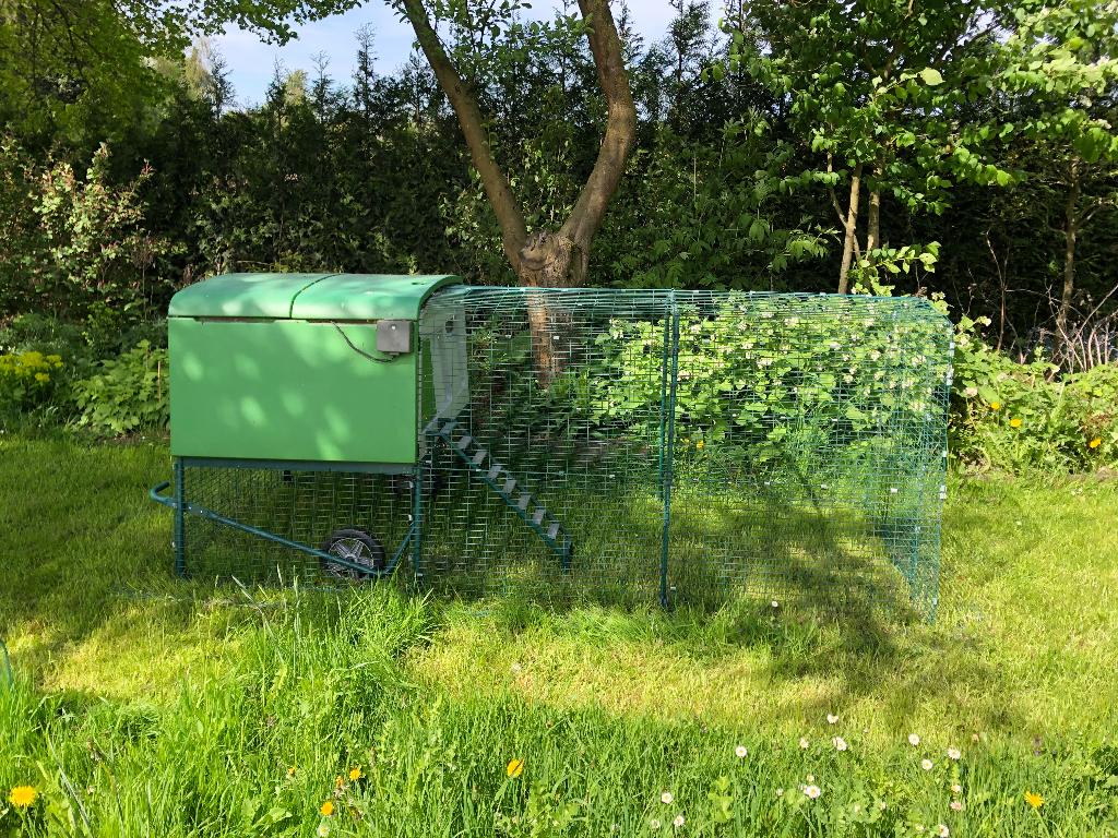 Eglu Omlet Cube Kippenhok, Ophalen, Gebruikt, Kippenhok of Kippenren