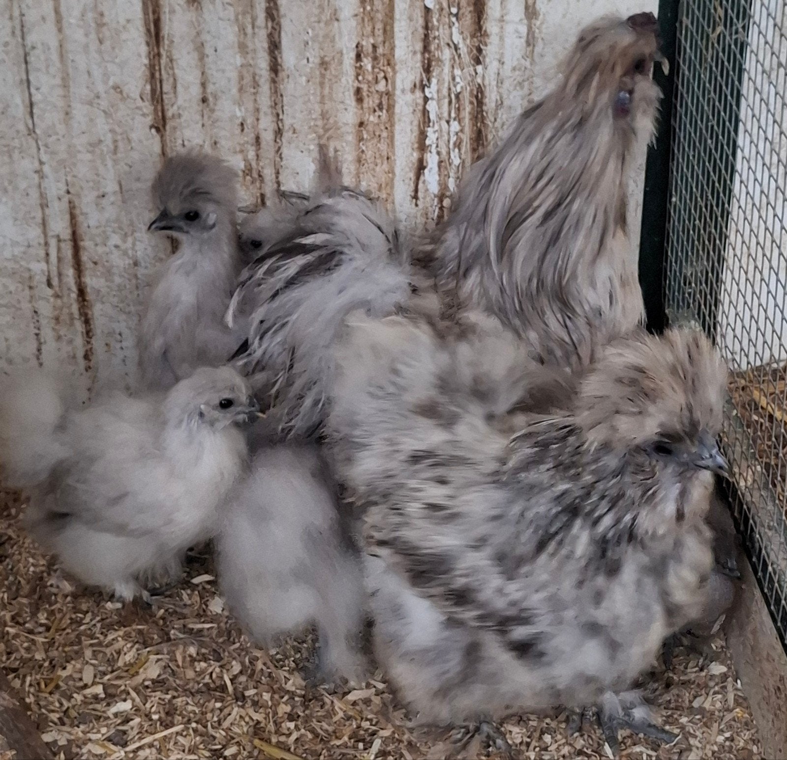 span zijderhoenders met 4 jongen, Dieren en Toebehoren, Meerdere dieren, Kip